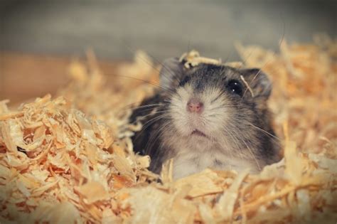 Hamster Natural Habitat | In the Wild | Facts and Photos