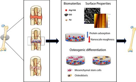 Marine Drugs Free Full Text Fucoidan Incorporated Composite