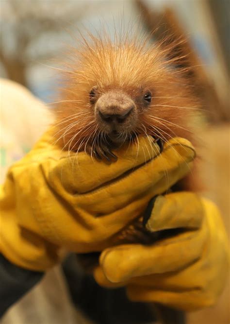 Porcupine Mother Prickles Welcomes New Baby At New England Zoo