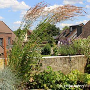 Reitgras Calamagrostis Acutiflora X Karl Foerster Pflanzendirekt Ch