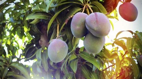 El cultivo del mango en el jardín Agromática