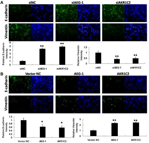 High Content Functional Screening Of AEG 1 And AKR1C2 For The Promotion