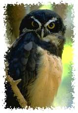 Spectacled Owl facts and information from The Forest Cottage.