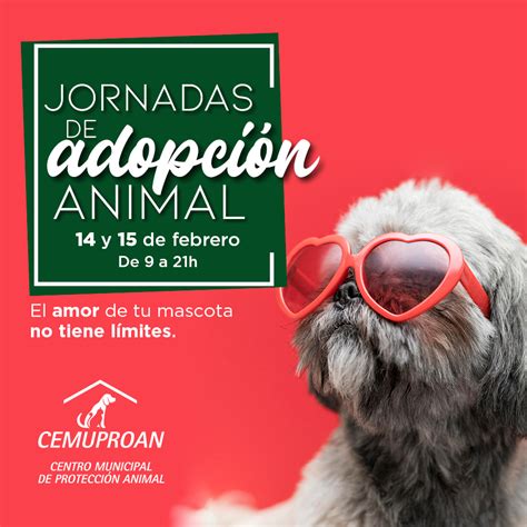 Enamórate En Las Nuevas Jornadas De Adopción Centro Comercial El Paseo