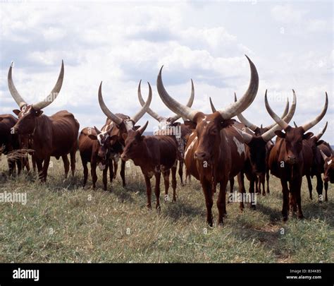 Uganda Southern Uganda Mbarara Long Horned Ankole Cattle Are Stock