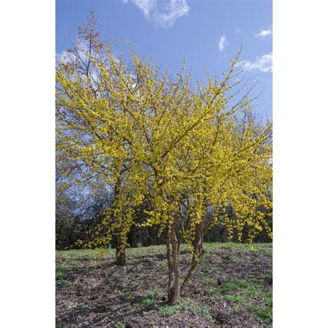 cornouiller mâle - cornus mas