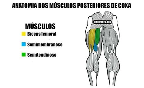 Exerc Cios De Posteriores De Coxa Fundamentais No Treino