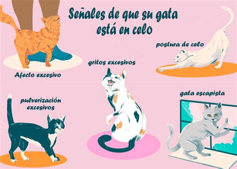 Síntomas de una gata en celo Todo lo que necesitas saber