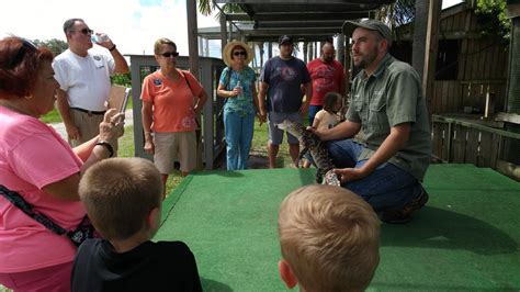 Mixon Fruit Farm One Of The Small Alligators At Mixon Frui