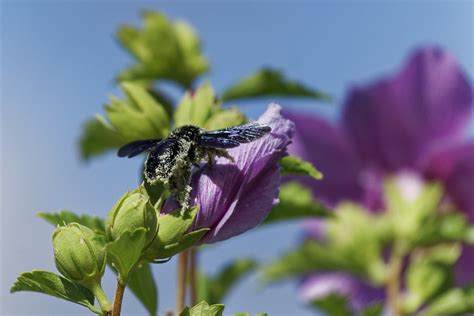 2022 08 20 Xylocope 1 Xylocope ou abeille charpentière b Flickr