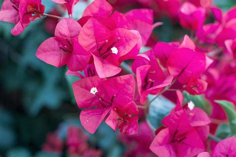 Houston's gardens are making a comeback. Texas A&M gardening experts ...