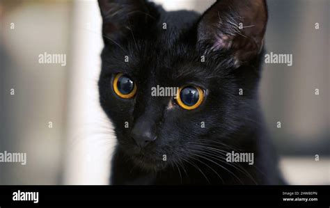 The black cat with yellow eyes. Clip. Black cat with red eyes at home ...