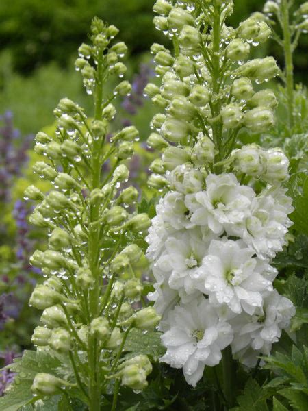 Delphinium Galahad Pacific Hybrid Series Ballyrobert Gardens