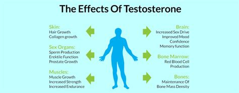 Testosterone And Erectile Dysfunction Understanding The Connection To