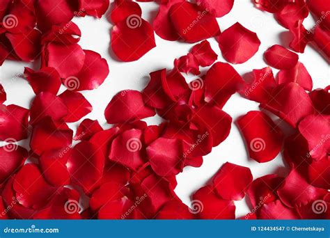 Red Rose Petals On White Background Stock Image Image Of Love