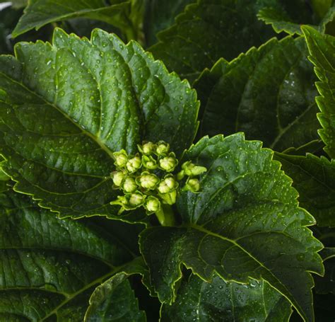 Ballhortensie Early Pink Hydrangea Macrophylla Early Pink G Nstig Kaufen