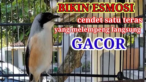 Cendet Gacor Emosi Pancingan Cendet Agar Bunyi Jadikan Burung Cendet