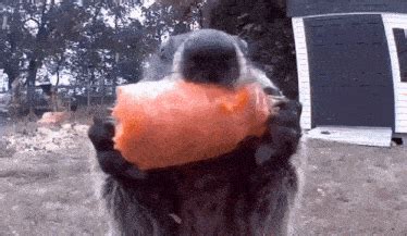 Groundhog Animal GIF - Groundhog Animal Eating - Discover & Share GIFs