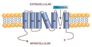 Potassium Channels | Ion Channels | Tocris Bioscience