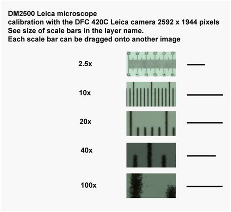 Transparent Scale Bar Png - Scale Bar Microscopy Magnification, Png ...