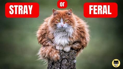 Stray Vs Feral Cats YouTube