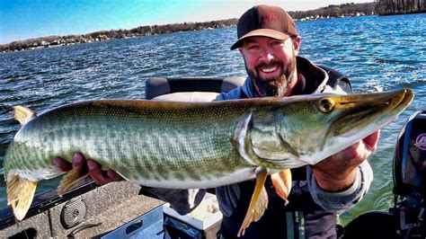 Musky Fishing Southern Wisconsin Late Fall Muskies On Glide Baits