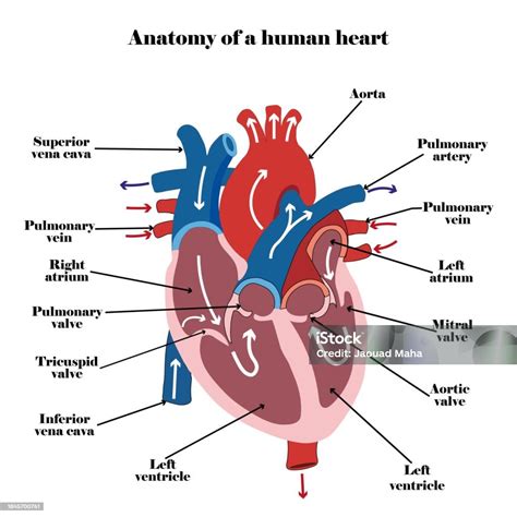 Human Heart Diagram Anatomy Tattoo Stock Vector Art 476527662 Istock