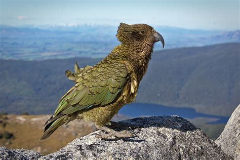 Kea New Zealand Parrot Animals Animals Images Little Birds