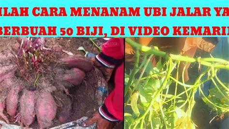 INILAH CARA MENANAM UBI JALAR YANG BERBUAH 50 BIJI DI VIDEO KEMARIN