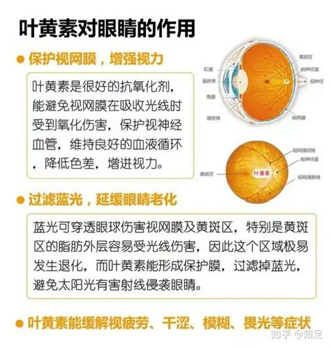 叶黄素保护眼睛怎么吃才有效？ 知乎