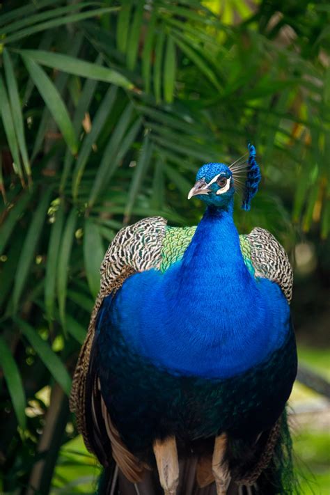 Pavão macho Foto stock gratuita - Public Domain Pictures