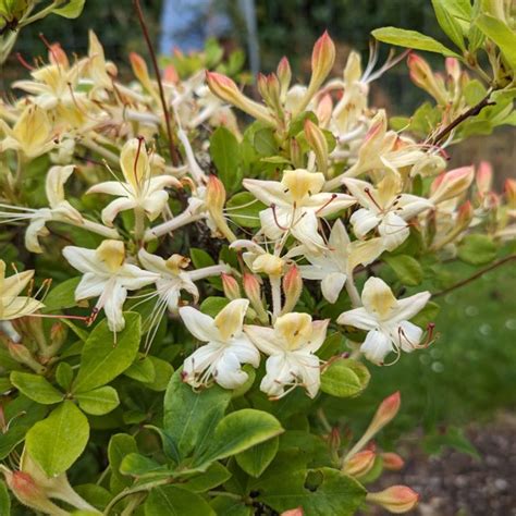 Deciduous Azalea Viscosum Weston S Lemon Drop Deciduous Azaleas