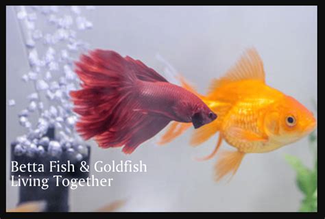 Goldfish Vs Betta Fish The Differences With Pictures