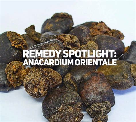 Anacardium Orientale | ONTARIO COLLEGE OF HOMEOPATHIC MEDICINE