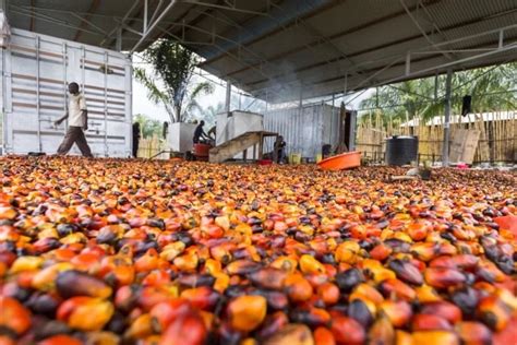 How To Start Palm Oil Processing Business In Nigeria Infoguide Nigeria