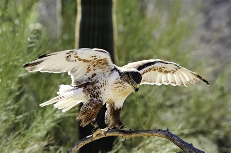 Species Of Hawks In Michigan Picture And Id Guide