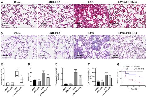 JNK IN 8 Alleviates LPS Induced ALI In Mice Mice With LPS Induced ALI