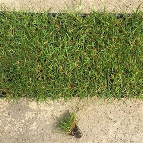 Buy Chuxay Garden Zenith Zoysia Grass Seed Grass Ground Cover