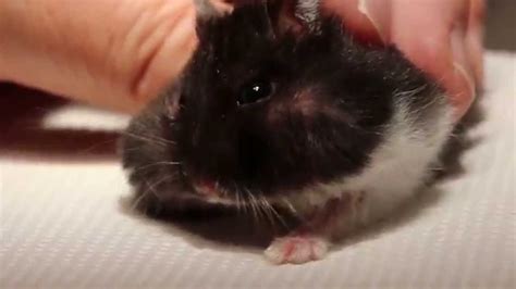 A Hamster Has Impacted Right Cheek Pouch Anaesthesia Pt 2 Youtube