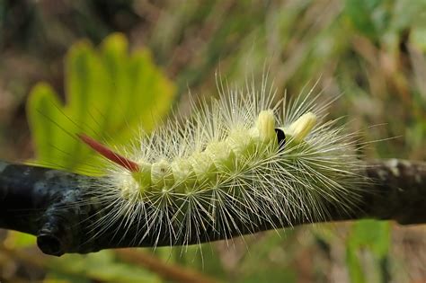 Pale tussock moth caterpillar | earthstar