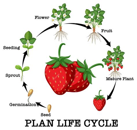 Premium Vector Life Cycle Of Strawberry Diagram