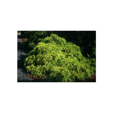 Japanese Falsecypress Fine Gardening