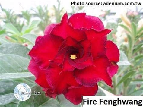 Adenium Obesum Fire Fenghwang Red Double Petal Desert Rose Sabi