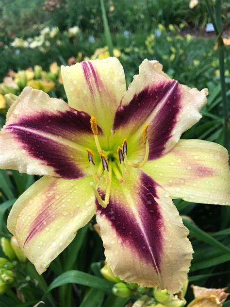 So Many Stars* – SF – Artemesia Daylilies