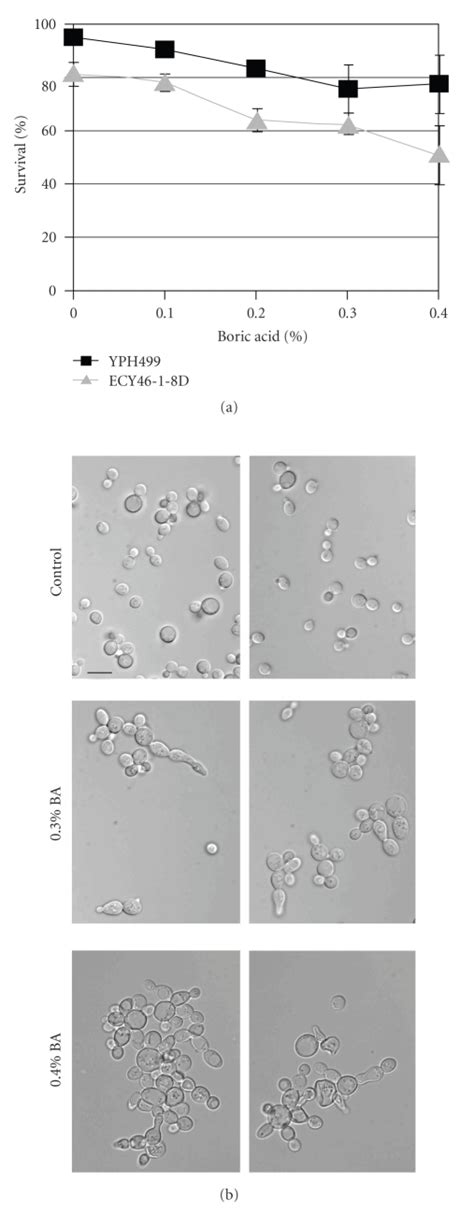 A Viability Of Strains Yph499 And Ecy46 1 8d In The Concentration Download Scientific Diagram