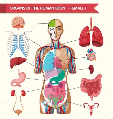 Organs Of The Human Body Diagram Stock Vector By Interactimages 115706808