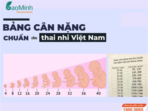 Cân nặng thai nhi bảng cân nặng thai nhi chuẩn theo từng tuần