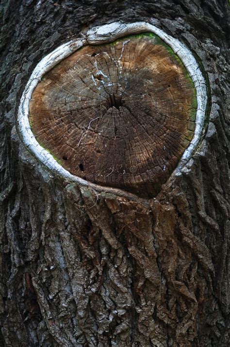 Vieja Textura De Madera De Los Anillos De árbol Foto de archivo