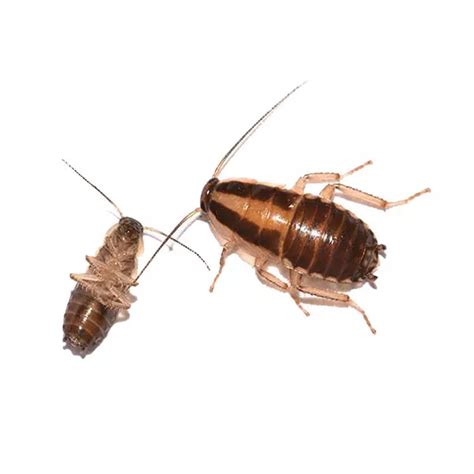 What Do Cockroach Eggs Look Like How To Kill Cockroach Eggs Lupon Gov Ph