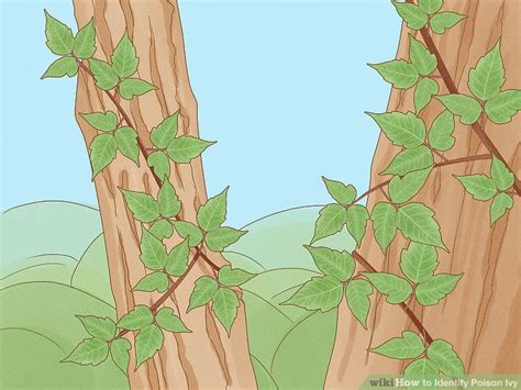 How To Identify Poison Ivy 9 Steps With Pictures Wikihow